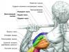 Тренировка плеч: как сделать плечи широкими