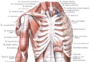 Мышцы и фасции груди (анатомия человека)