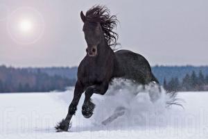 Статусы про конный спорт Конные цитаты