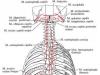 М'язи спини.  анатомія.  Запалення м'язів спини.  Анатомо-фізіологічні особливості глибокого шару м'язів дорзальної поверхні Міф: пеніс – це не м'яз
