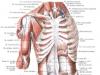 М'язи та фасції грудей (анатомія людини)