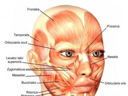 Innervation and blood supply of the face