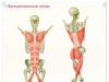 Kuidas kiiresti oma kehas lihasmassi üles ehitada?