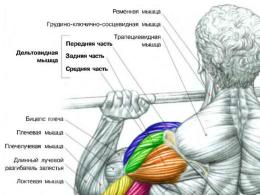 Shoulder workout: how to make your shoulders wide