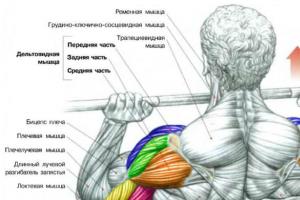 Shoulder workout: how to make your shoulders wide