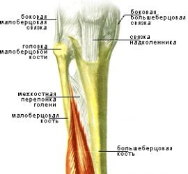 Anatomy of leg muscles.  Let's swing correctly.  Biceps femoris (biceps femoris) Triceps leg muscle