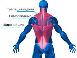 М'язи спини.  анатомія.  Запалення м'язів спини.  До м'язів тулуба відносяться якісь м'язи?  М'язи тулуба людини М'язи спини складають шарів