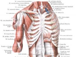 Rindkere lihased ja fastsia (inimese anatoomia)