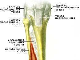 Anatomy of leg muscles.  Let's swing correctly.  Biceps femoris (biceps femoris) Triceps leg muscle