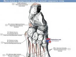 Будова м'язів стопи та хвороби в їхній області Патології та травми