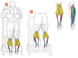 “Standing one-legged shin”, with the correct technique, loads all the muscles of the lower leg