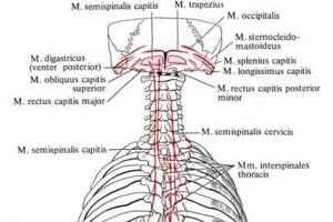 Back muscles.  Anatomy.  Inflammation of the back muscles.  Anatomical and physiological features of the deep layer of muscles of the dorsal surface Myth: the penis is not a muscle