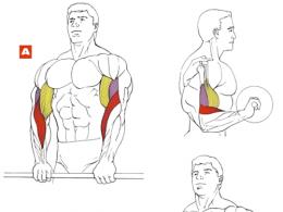 Reverse barbell curl