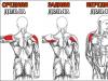 Basic shoulder exercises