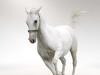 Horoscope Horse - Mapacha: siri ya mafanikio katika maisha