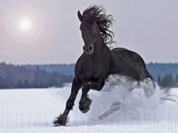 Статусы про конный спорт Конные цитаты