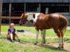 Horse breeding: everything you need to know