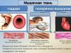 Muscle tissue: its varieties and significance for humans