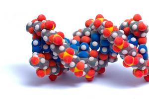 Amino acids - what are they and why are they needed?