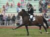 Types of equestrian sports: list and description