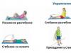 The most effective exercises from exercise therapy (physiotherapy exercises) for arthrosis of the knee joint