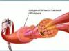 Structure and function of skeletal muscles