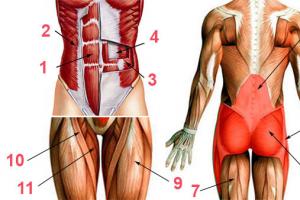 Training the core muscles: exercises, technique Exercises for the core muscles