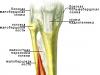 Анатомія м'язів ніг.  Качаємося правильно.  Двоголовий м'яз стегна (біцепс стегна) Триголовий м'яз ноги