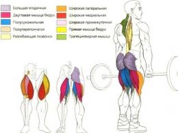 What muscles work during the deadlift?