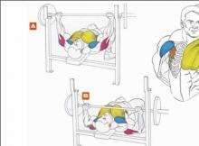 Bench press - a direct path to the world of strength and volume of the pectoral muscles